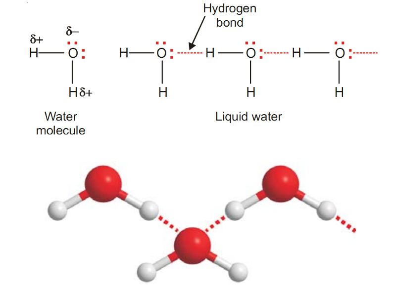 hbond H2O.png